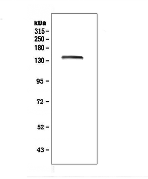 LRIG1 Rabbit Polyclonal Antibody
