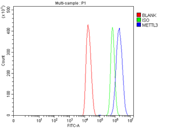 METTL3 Rabbit Polyclonal Antibody