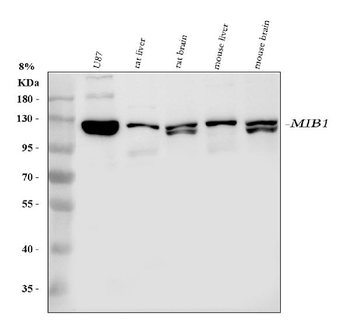 Mib1/Mindbomb Rabbit Polyclonal Antibody
