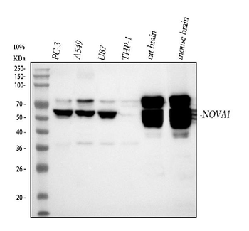 Nova1 Antibody