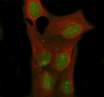Nova1 Antibody