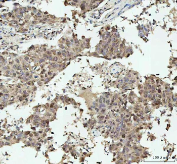 Nova1 Antibody
