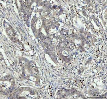 Nova1 Antibody