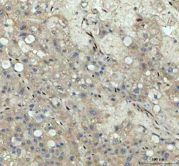 Nova1 Antibody