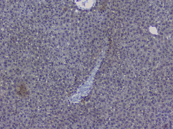 NRF1 Antibody