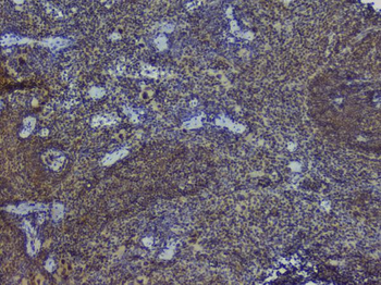 NRF1 Antibody