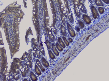NRF1 Antibody