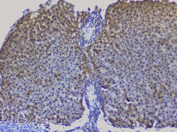 NRF1 Antibody