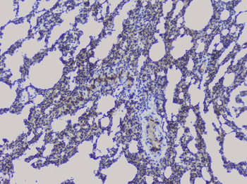 NRF1 Antibody