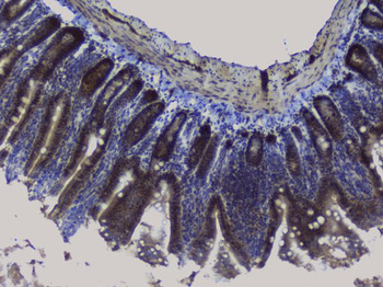 NRF1 Antibody