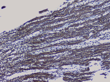 NRF1 Antibody