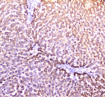 PON1 Rabbit Polyclonal Antibody