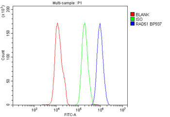 Rad51 Antibody