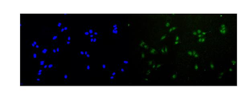 Rad51 Antibody