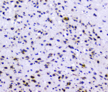 Rad51 Antibody