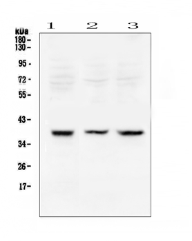 Rad51 Antibody