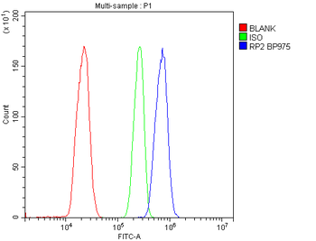RP2 Antibody