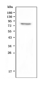 GPCR LGR8/RXFP2 Rabbit Polyclonal Antibody