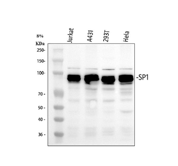 SP1 Antibody