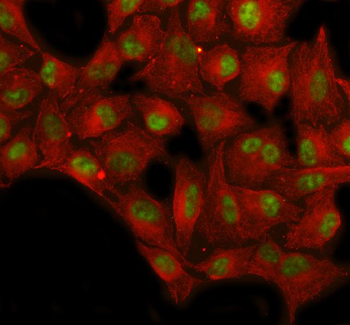 SP1 Antibody