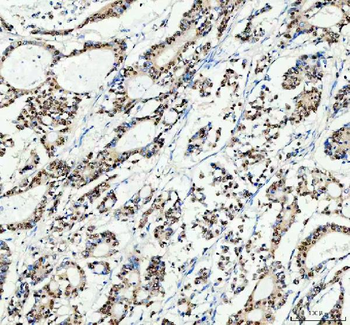 SP1 Antibody