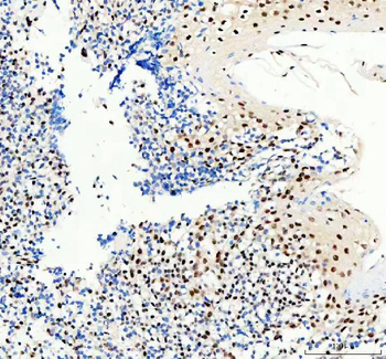 SP1 Antibody