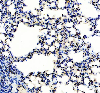 SP1 Antibody