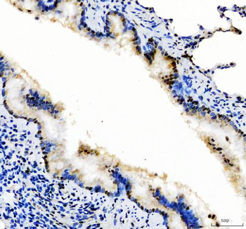 SP1 Antibody