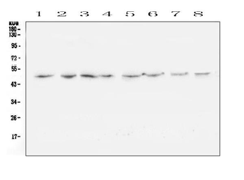 TANK Antibody