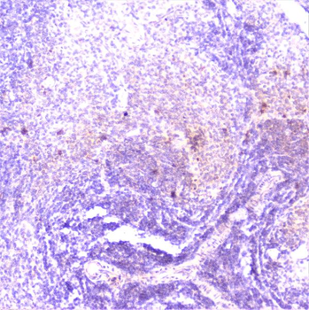 TANK Antibody