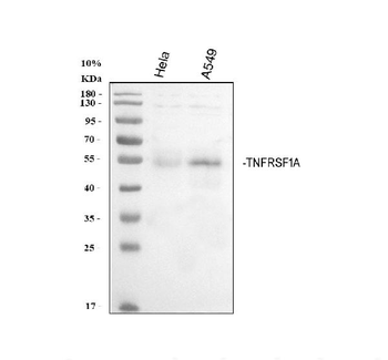 TNF Receptor I/TNFRSF1A Antibody