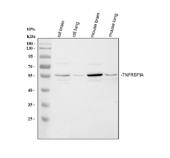 TNF Receptor I/TNFRSF1A Antibody