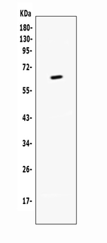 CD137/Tnfrsf9 Rabbit Polyclonal Antibody