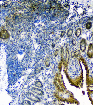 Thioredoxin/TRX/Txn Rabbit Polyclonal Antibody
