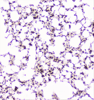 UBE2I UBC9 Antibody