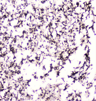 UBE2I UBC9 Antibody