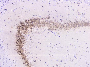 UBE2I UBC9 Antibody