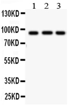Cullin 1/Cul1 Rabbit Polyclonal Antibody