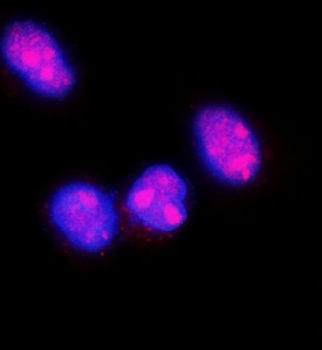 Fibroblast growth factor 2 FGF2 Antibody