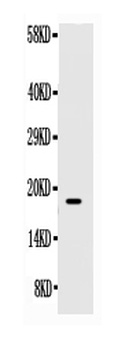 SCF/KITLG Rabbit Polyclonal Antibody