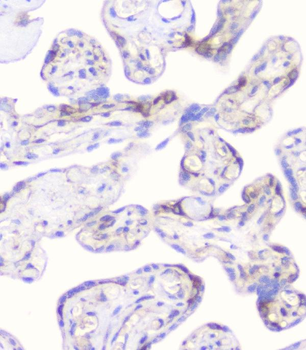 CD2AP Antibody (monoclonal, 5F8)