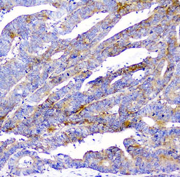 CD2AP Antibody (monoclonal, 5F8)