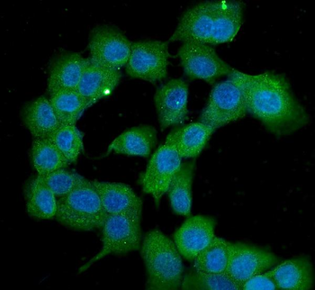 PPID Antibody (monoclonal, 5A6)
