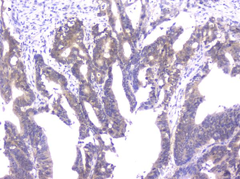 PPID Antibody (monoclonal, 5A6)