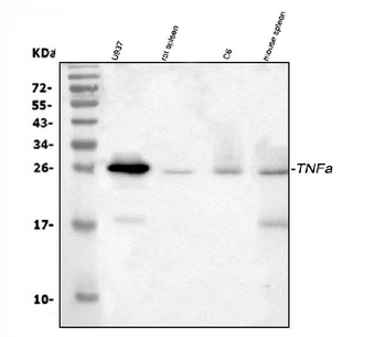 TNF alpha Rabbit Polyclonal Antibody