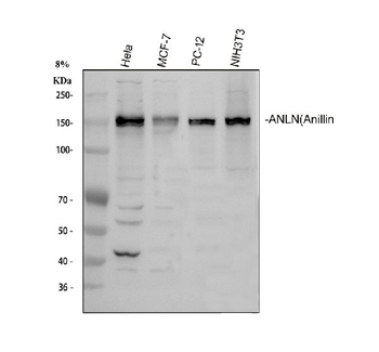Anillin/ANLN Rabbit Polyclonal Antibody