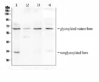 CD272/BTLA Antibody