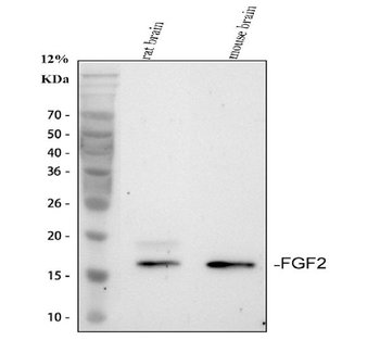 FGF2 Rabbit Polyclonal Antibody