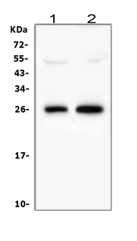 Myelin oligodendrocyte glycoprotein/MOG Antibody