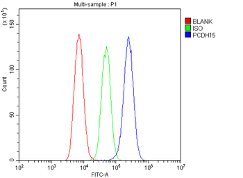 PCDH15 Antibody